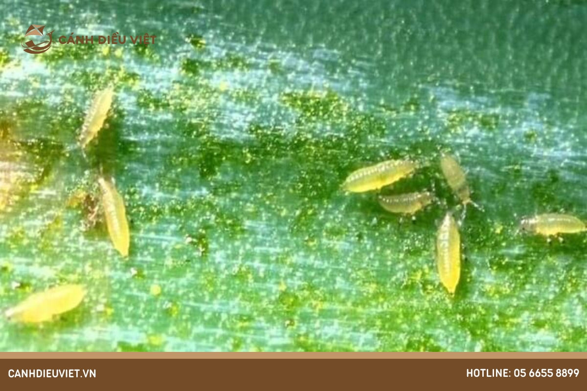 Sâu bệnh trên cây thiên lý và cách phòng trừ hiệu quả 13 Bọ trĩ