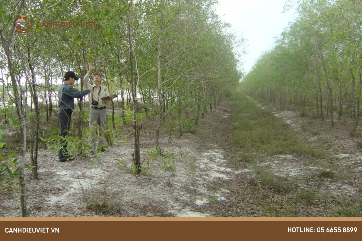 Bón phân cho cây keo tại sao lại quan trọng
