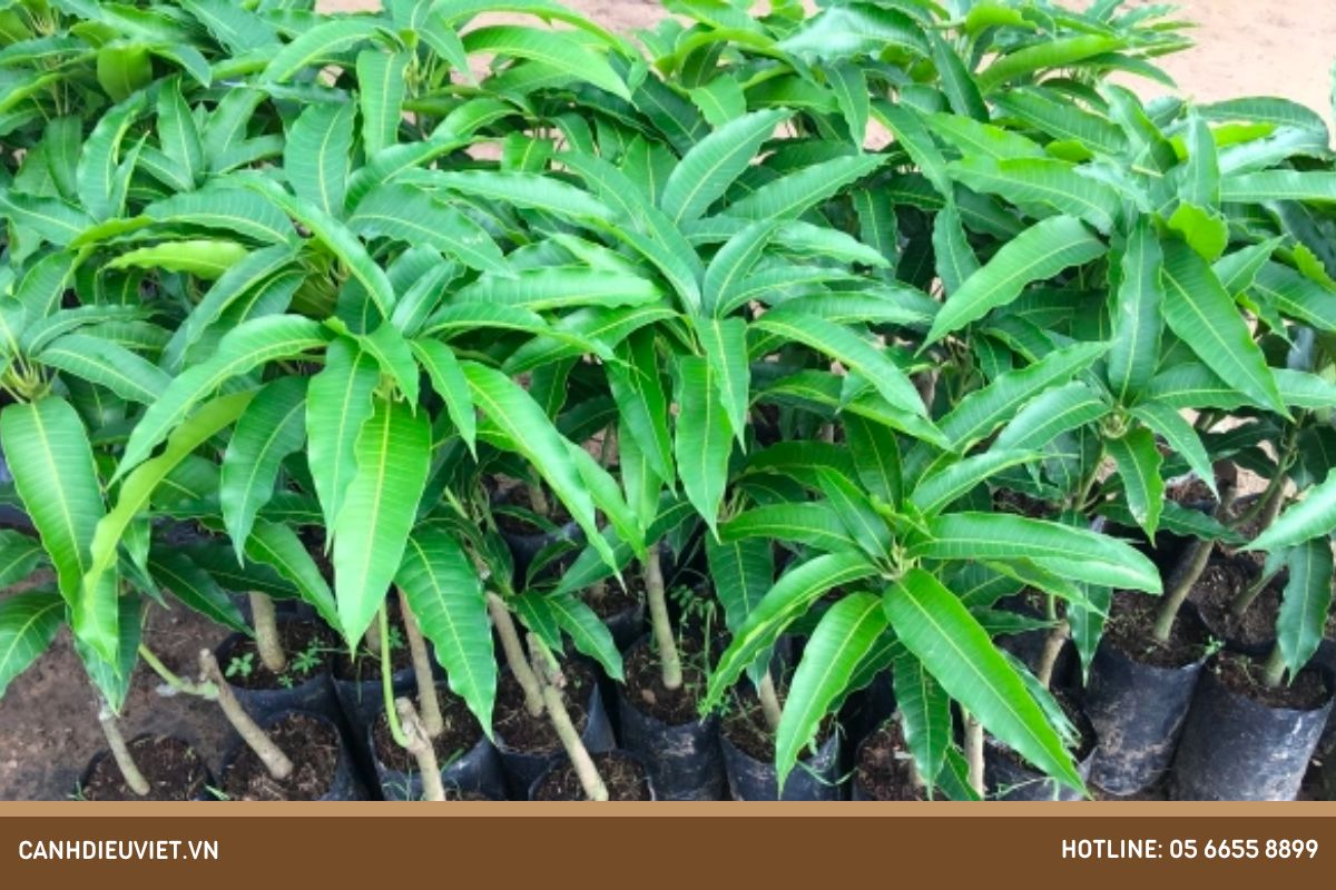 Bứng và chăm bón cây xoài giống trước khi có thể trồng