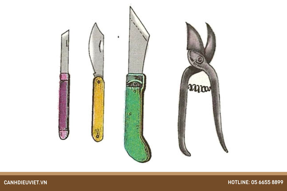 Bước 1 Chuẩn bị dụng cụ và thời điểm chiết cành