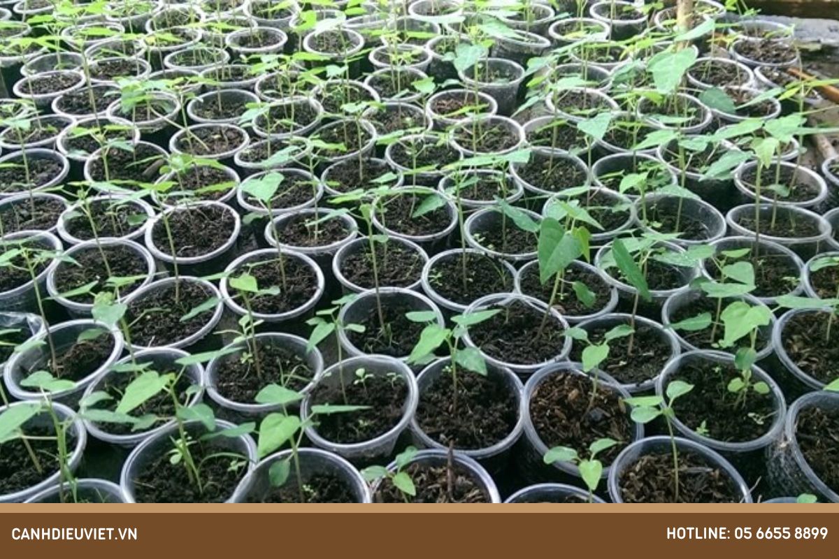 Bước 2_ Tiến hành trồng