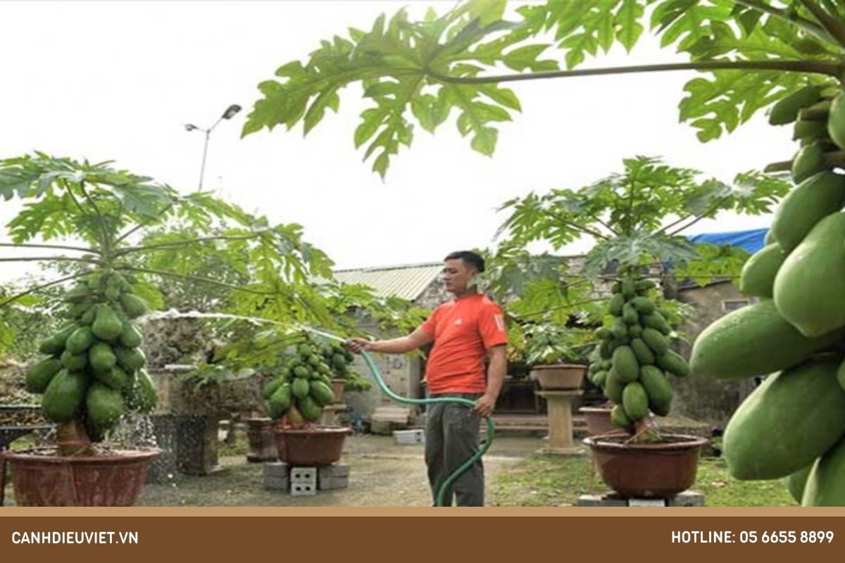 Bước 3_ Chăm sóc cây đu đủ