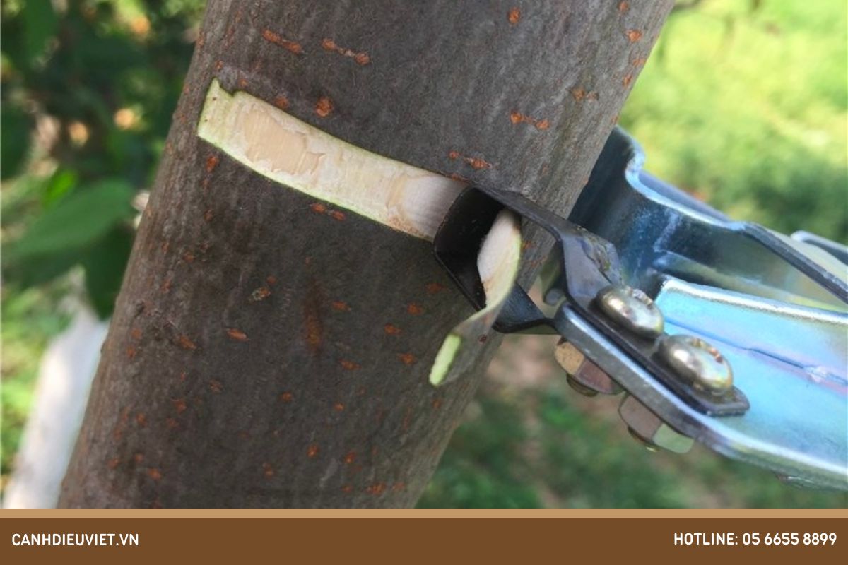 Bước 3 Tiến hành khoanh và lột vỏ