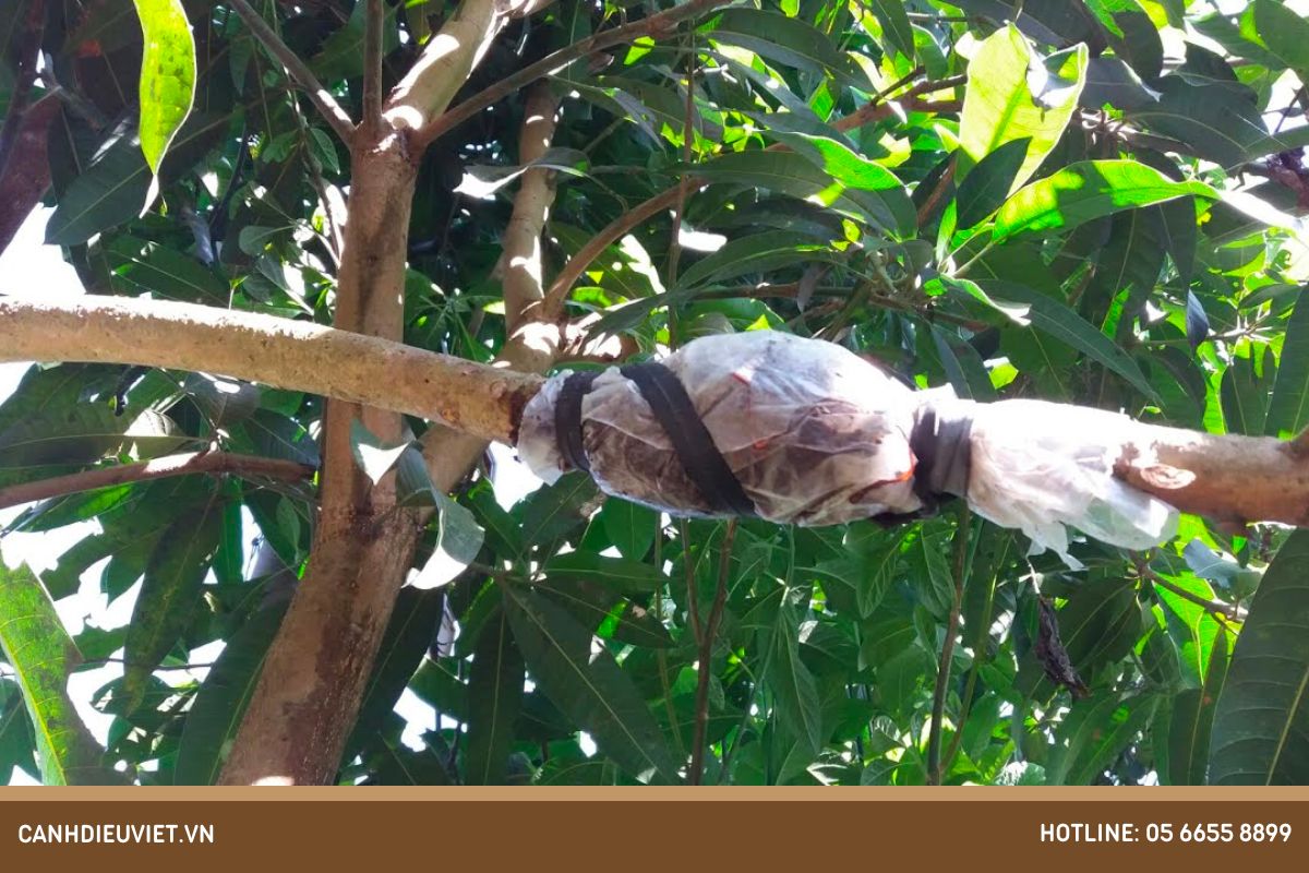 Bước 5 Bọc giấy bóng và buộc cố định