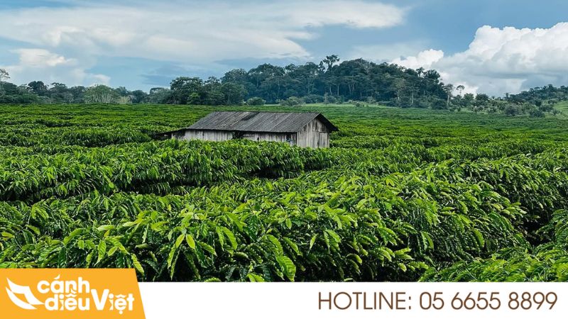 Kỹ Thuật Trồng Cà Phê Tr4 Cho Năng Suất Và Chất Lượng Cao 5 Cà phê TR4 là gì