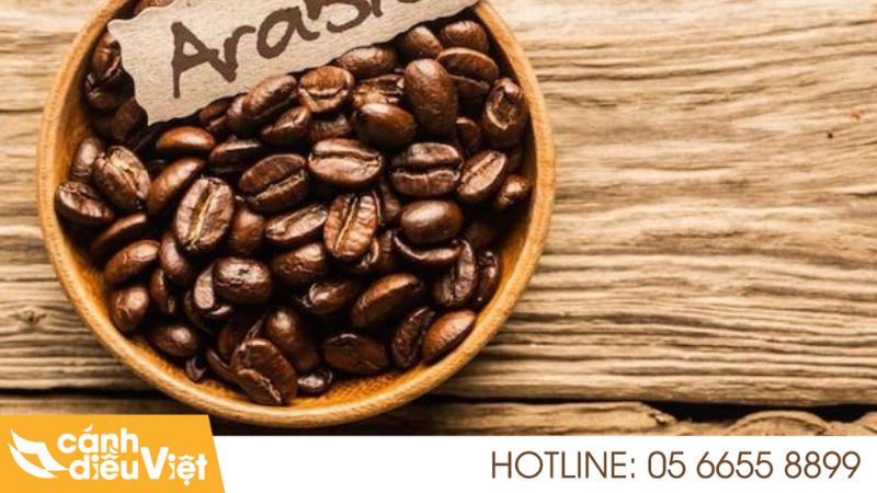 Cà phê chè (Arabica – Coffea arabica)