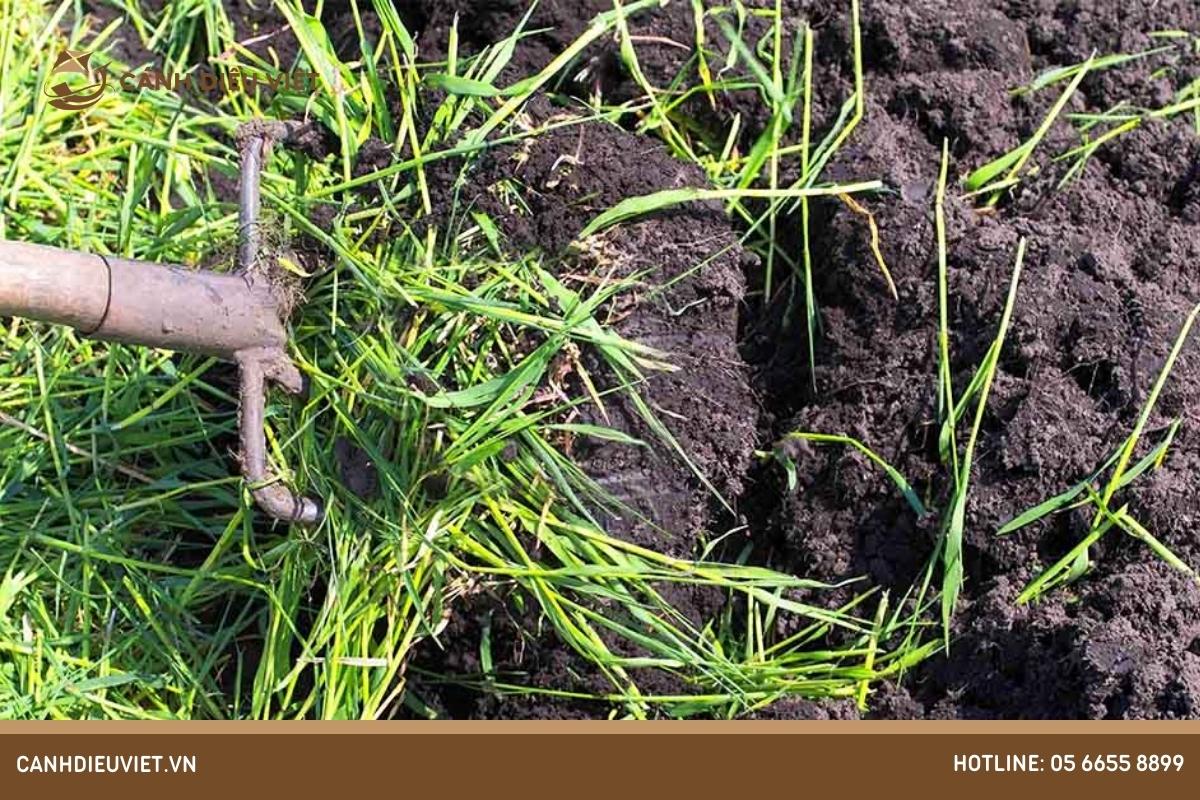 Các loại cây có thể sử dụng làm phân xanh