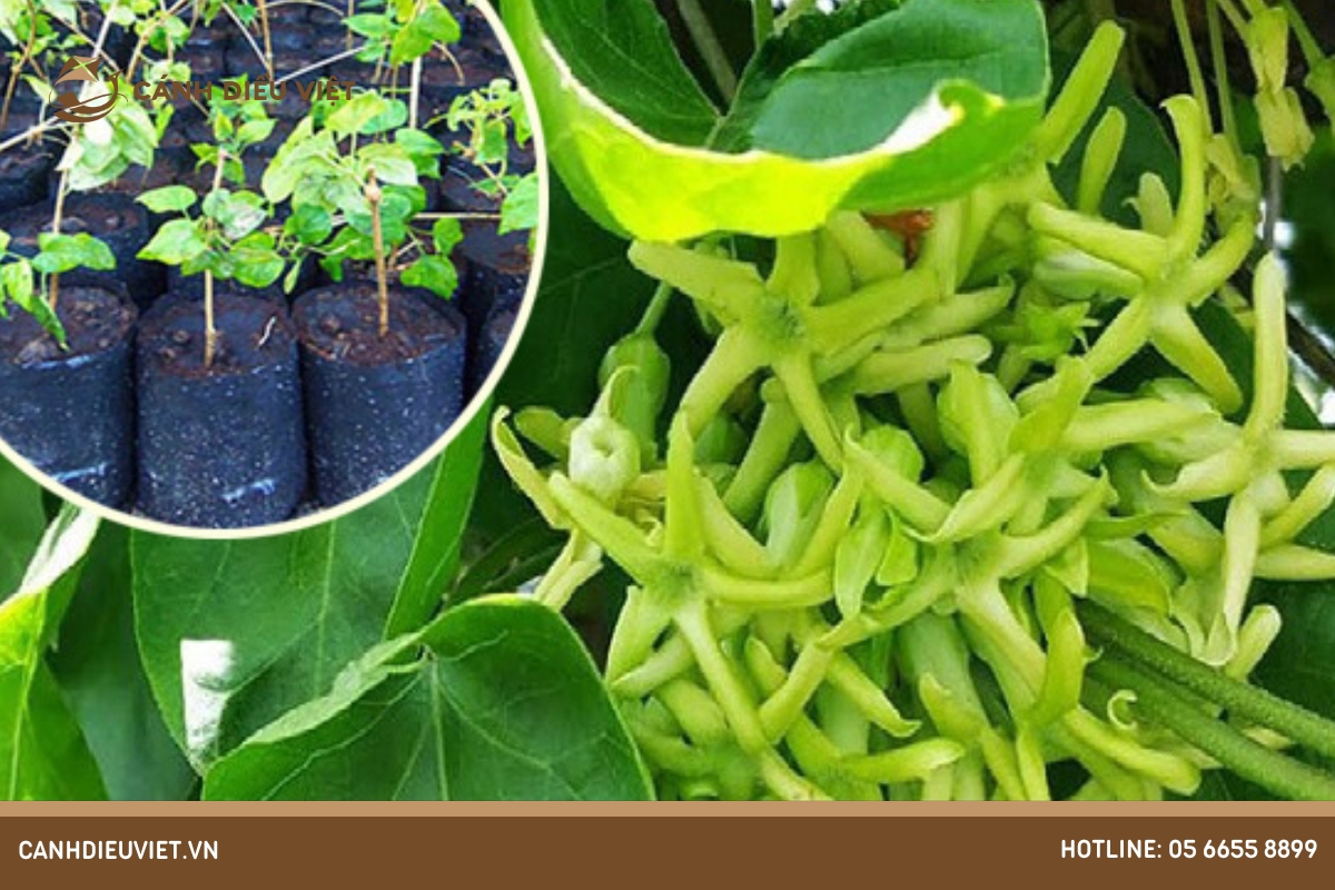 Sâu bệnh trên cây thiên lý và cách phòng trừ hiệu quả 17 Các phương pháp hiệu quả để ngăn chặn sâu bệnh hại cây thiên lý