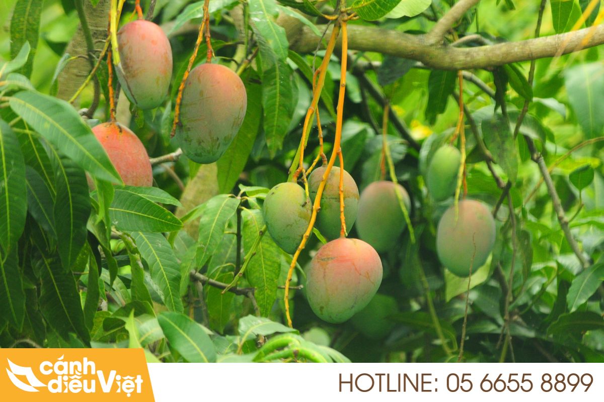 phương pháp phun thuốc trừ sâu cho cây xoài 119 phương pháp phun thuốc trừ sâu cho cây Xoài