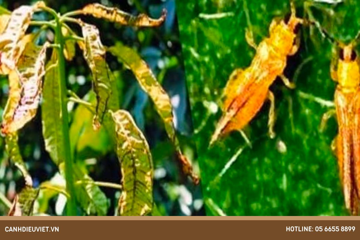 Các triệu chứng thường gặp của bọ trĩ hại mãng cầu