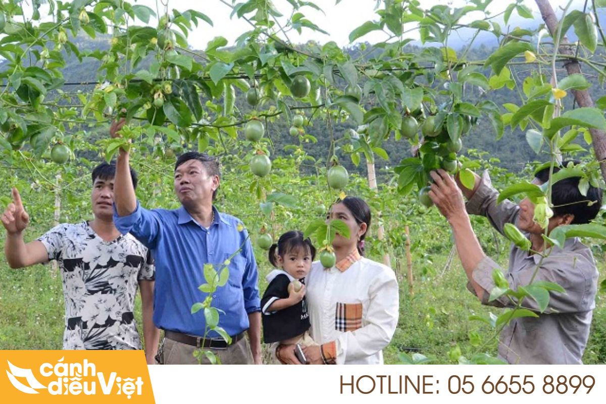 Tuổi thọ cây chanh dây là bao nhiêu năm? Cách tăng tuổi thọ? 5 Các yếu tố ảnh hưởng đến tuổi thọ cây chanh dây