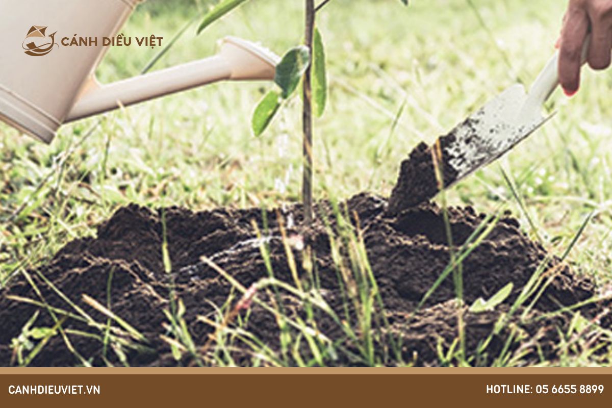 Cách bón phân cho cây keo đúng cách