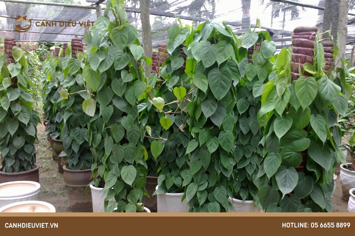 Cách bón phân cho cây trầu bà