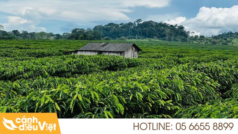Kỹ Thuật Trồng Cà Phê Thả Đọt Mới Cho Năng Suất Cao 6 Cách chăm sóc cây cà phê thả đọt hiệu quả nhất