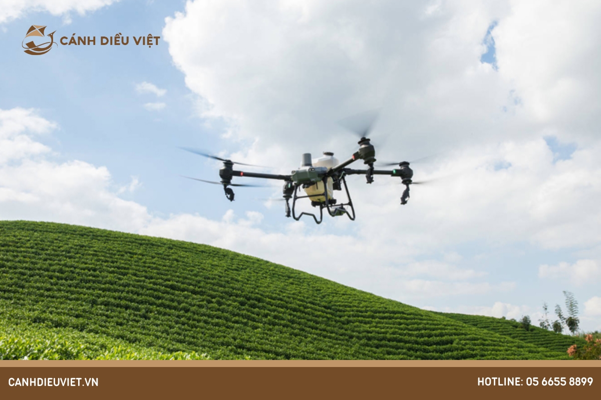 Giá chè hôm nay là bao nhiêu? cập nhật chính xác 8 Cach cham soc cay che dat nang suat cao 1