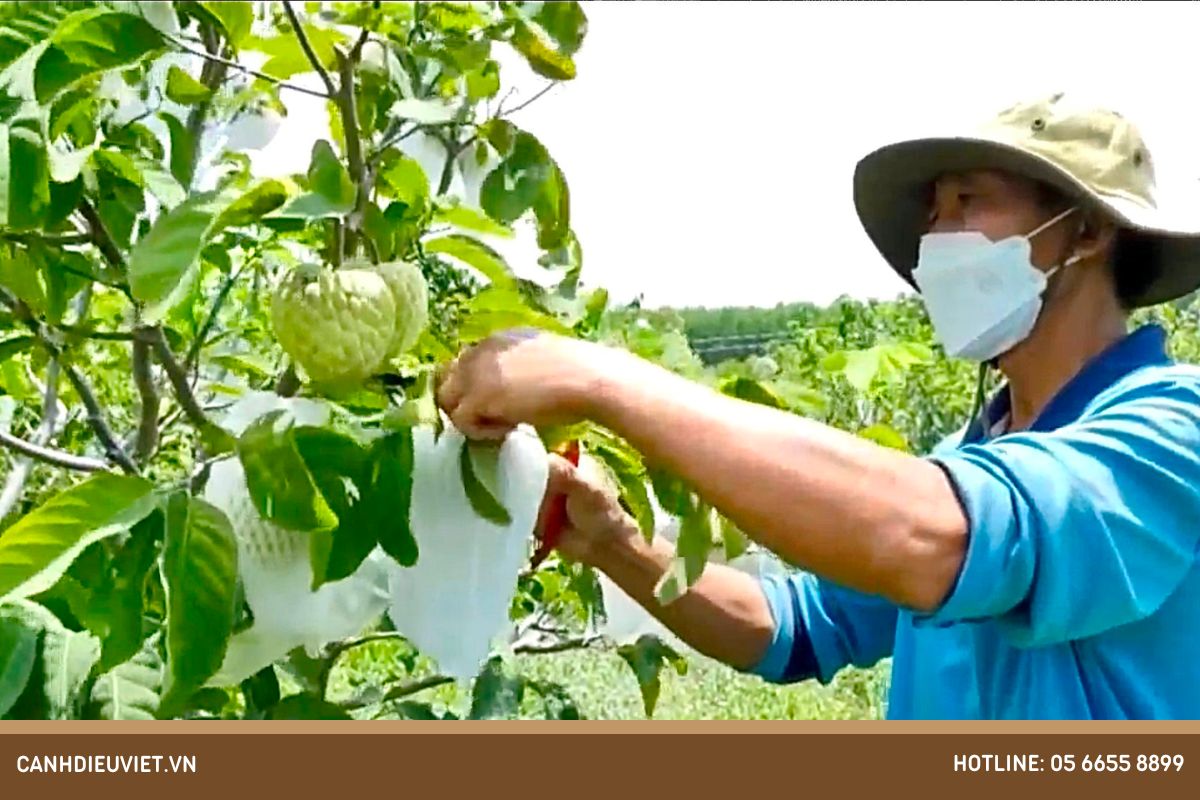 Cách chăm sóc cây mãng cầu Đài Loan sau khi gieo trồng