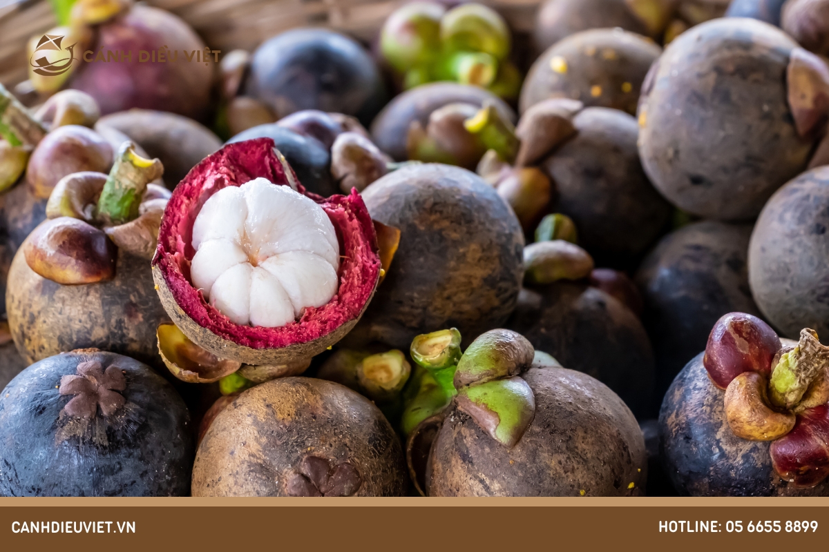 Cách chăm sóc quả măng cụt đạt năng suất cao