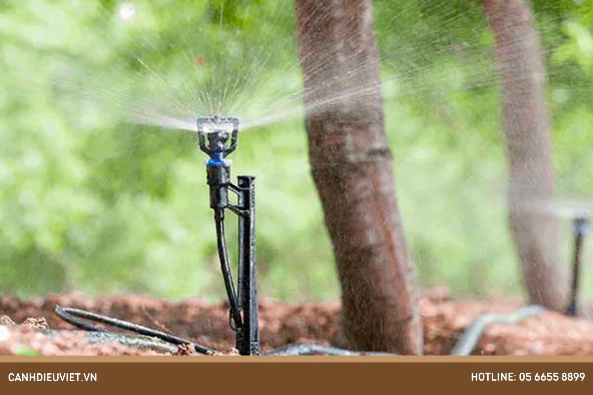 Cách chiết cành mít đúng kỹ thuật, cho ra rễ nhiều nhất 6 Cách chăm sóc sau khi chiết cây mít