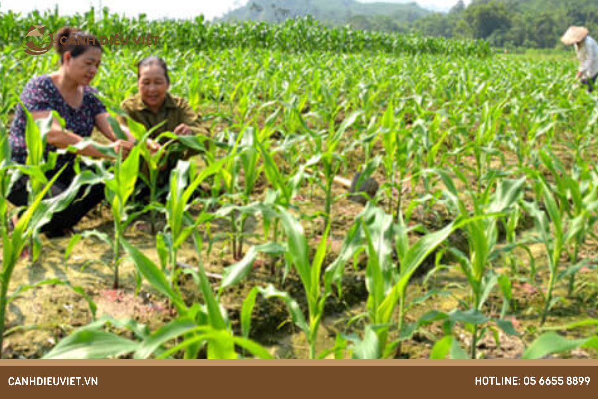 Cách chăm sóc sau khi ươm trồng bắp nếp