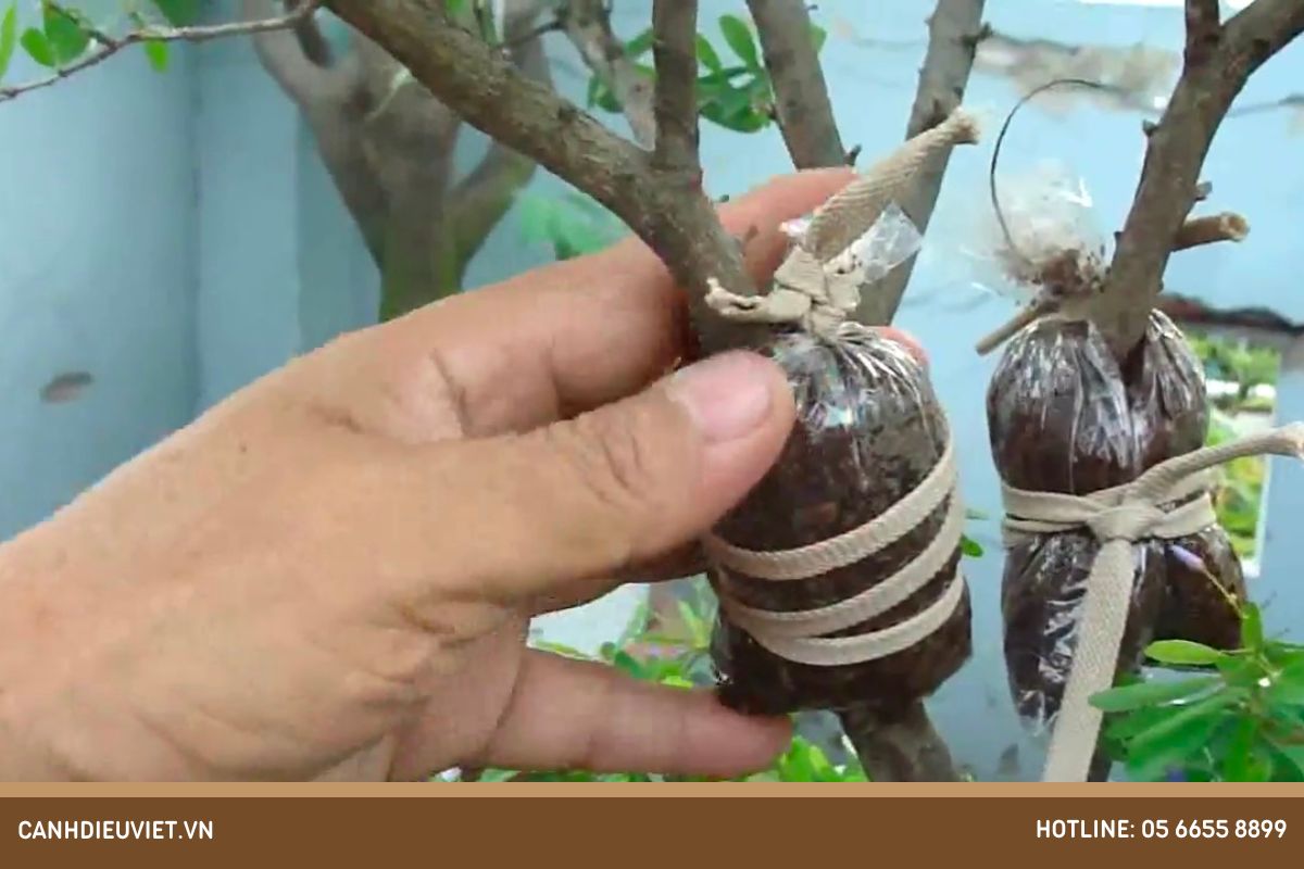 Cách chiết cành mít đúng kỹ thuật, cho ra rễ nhiều nhất 5 Cách chiết cành mít hiệu quả nhất