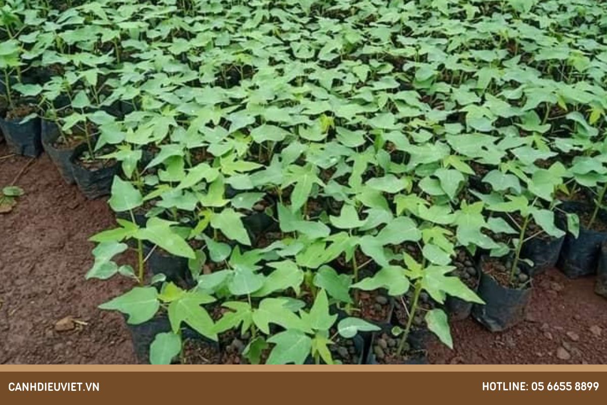 Kỹ thuật trồng đu đủ lùn Thái Lan đúng chuẩn