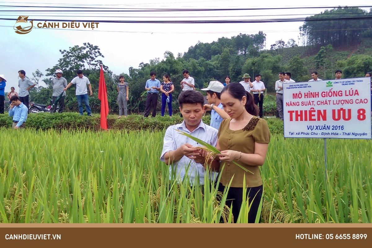 Giống lúa Thiên Ưu 8: Đặc Tính Gieo Trồng & Kỹ Thuật Canh Tác 11 Cách gieo trồng giống Thiên Ưu 8