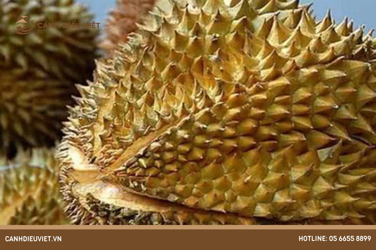 Mùa sầu riêng bắt đầu từ tháng mấy? Làm thế nào để nhận biết? 10 Cách nhận biết sầu riêng chín