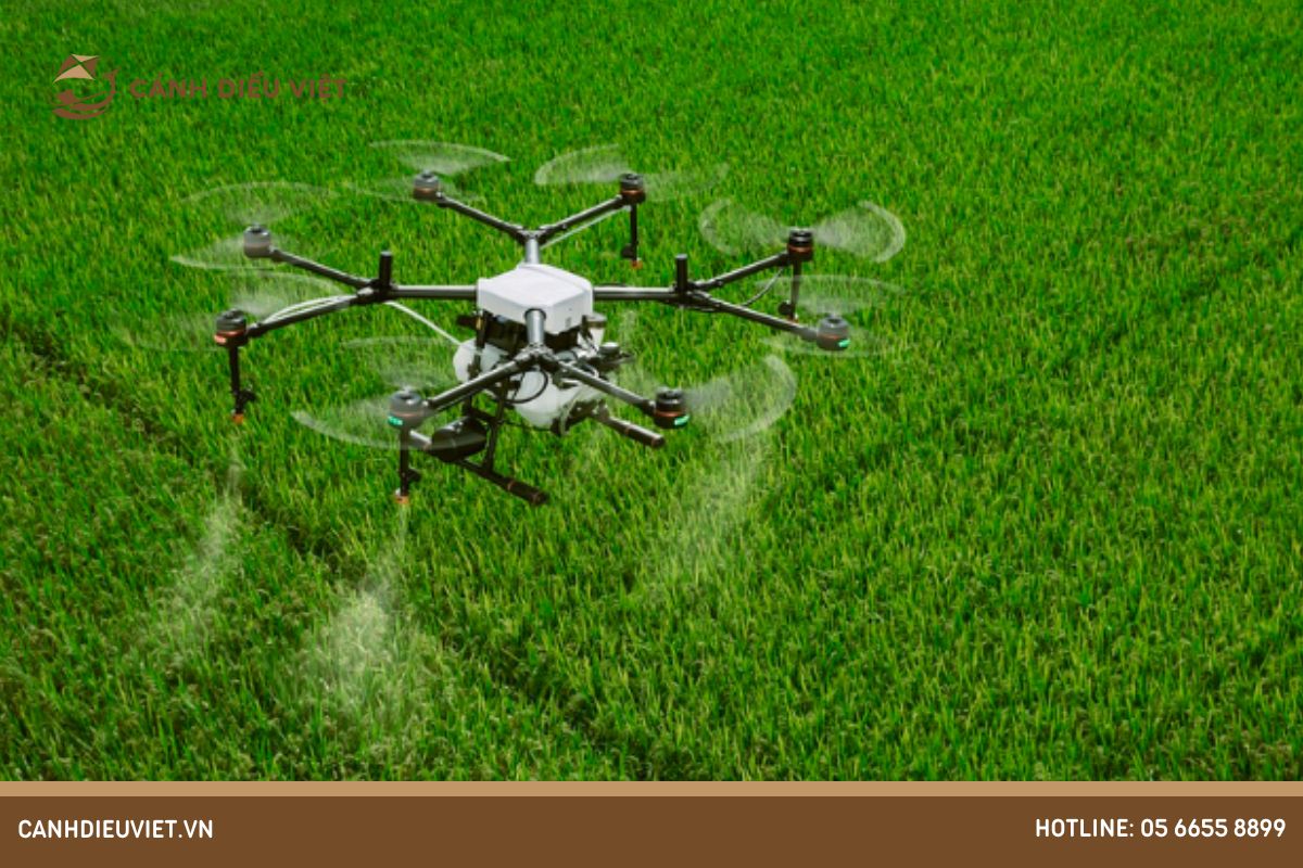 Cách phòng trừ sâu bệnh cho cây lúa