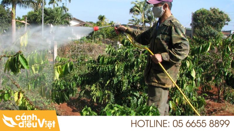 Bệnh Bạc Lá Trên Cây Cà Phê: Nguyên Nhân Và Cách Điều Trị 8 Cách phòng và trị bệnh bạc lá trên cây cà phê