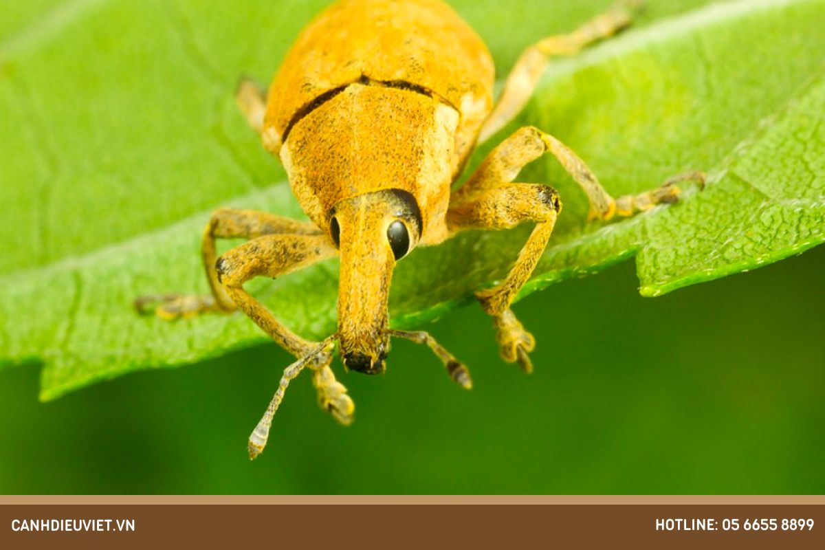 Cách phòng trừ loại bọ vòi voi hại mãng cầu na hiệu quả 6 Cách thức gây hại của bọ vòi voi trên cây mãng cầu