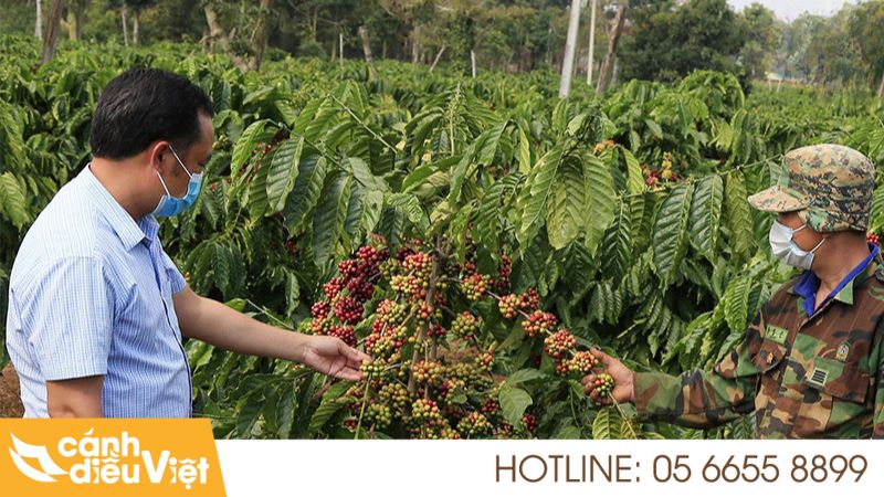 Kỹ Thuật Trồng Cà Phê Thả Đọt Mới Cho Năng Suất Cao 5 Cách thực hiện kỹ thuật trồng cà phê thả đọt hiệu quả