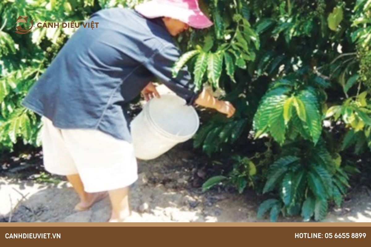 Cách tính lượng vôi cần bón cho cây cà phêCách tính lượng vôi cần bón cho cây cà phê