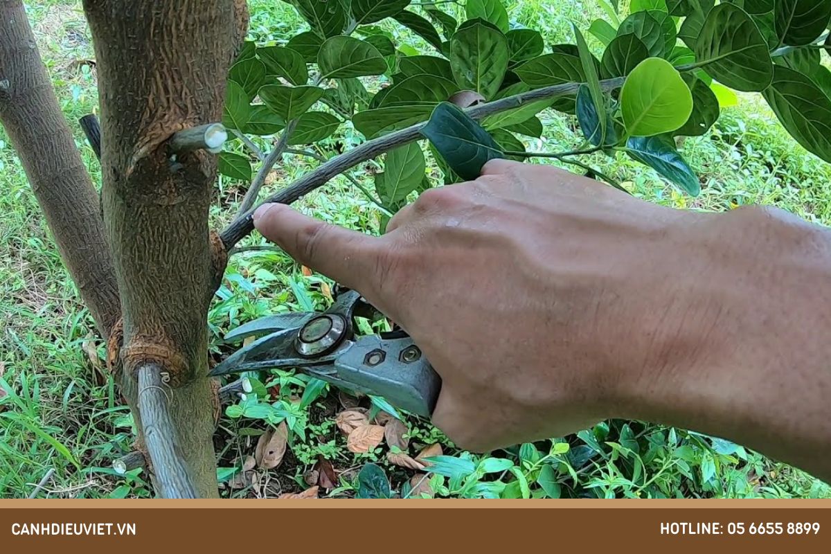 Cách trị bệnh nứt thân xì mủ trên cây mít