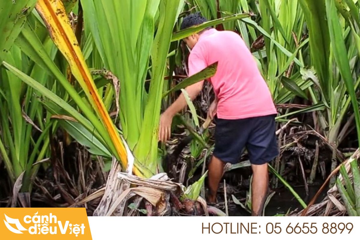 Cây Chuối Nước: Đặc điểm, cách trồng và chăm sóc hiệu quả 8 Cách trồng cây chuối nước
