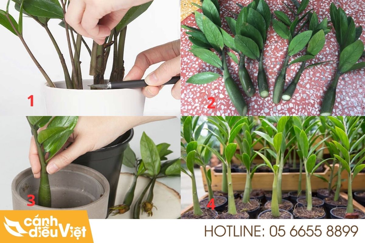 4 Cách Trồng Cây Kim Tiền Đơn Giản Tại Nhà 7 Cách trồng cây kim tiền bằng cành