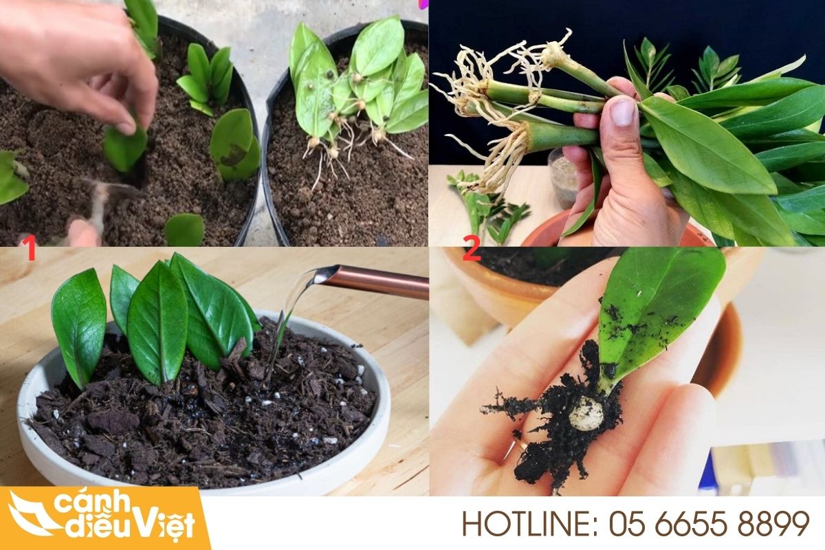 4 Cách Trồng Cây Kim Tiền Đơn Giản Tại Nhà 6 Cách trồng cây kim tiền bằng lá