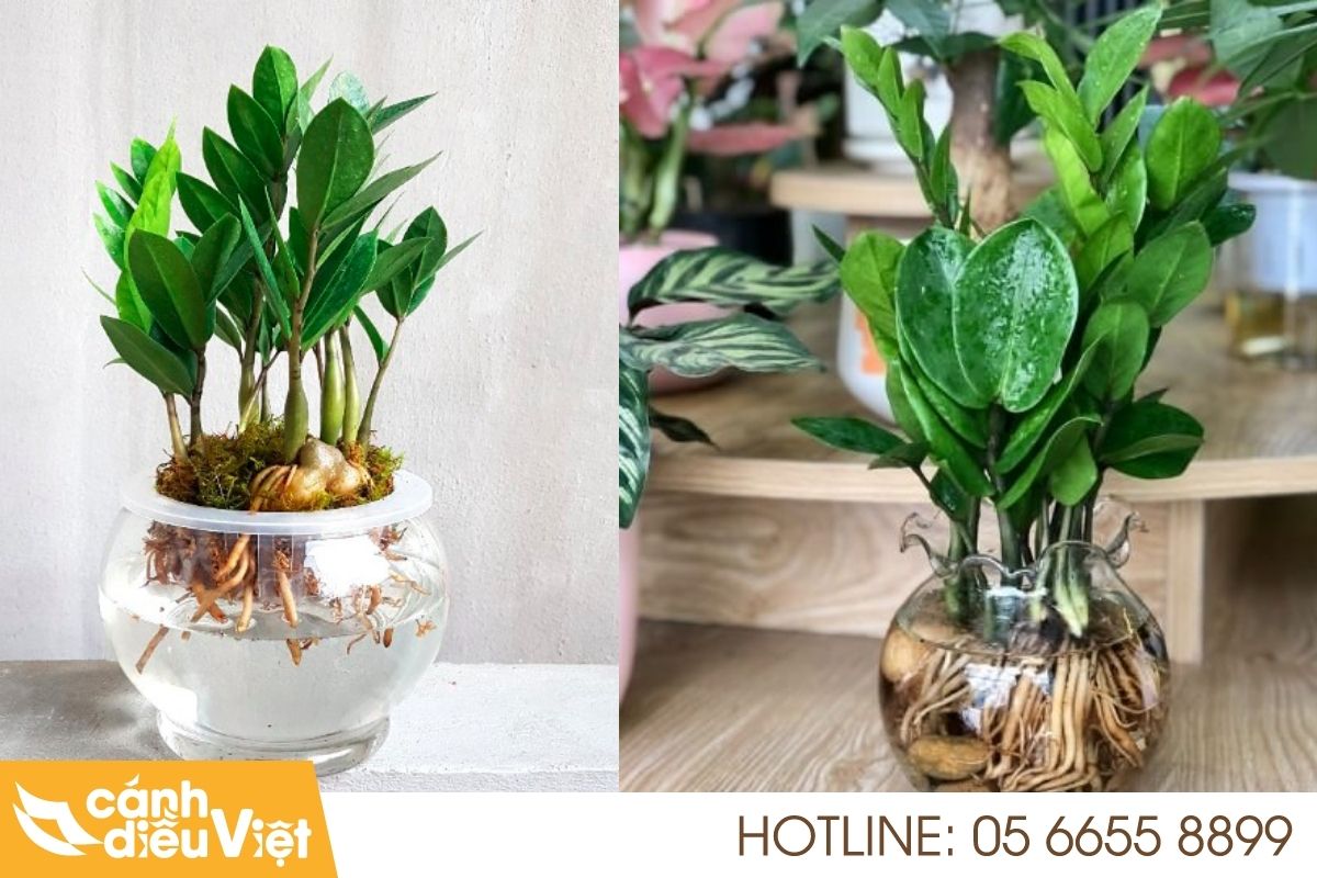 4 Cách Trồng Cây Kim Tiền Đơn Giản Tại Nhà 9 Cách trồng cây kim tiền thủy sinh