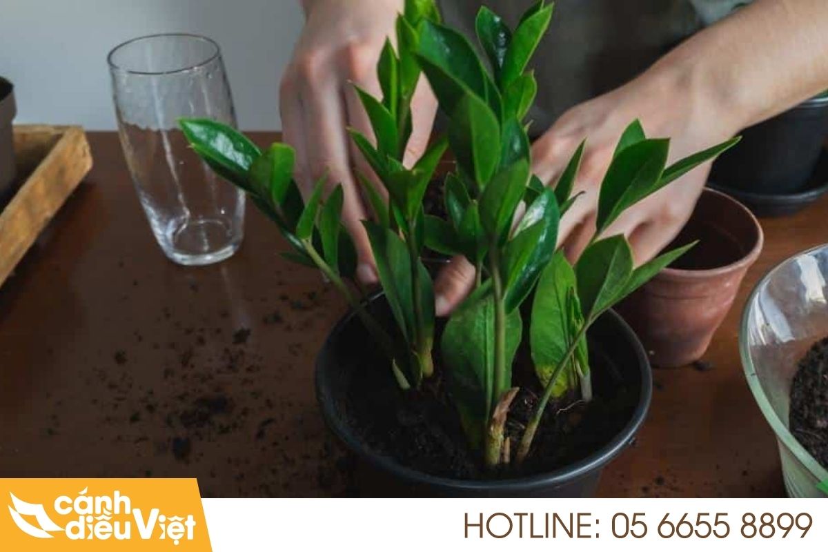 4 Cách Trồng Cây Kim Tiền Đơn Giản Tại Nhà 8 Cách trồng cây kim tiền từ củ (tách bụi)