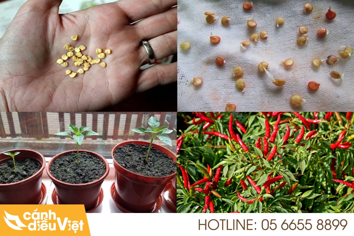 Cách Trồng Cây ớT Từ Hạt Trong Chậu Tại Nhà 147 Cách trồng cây ớt