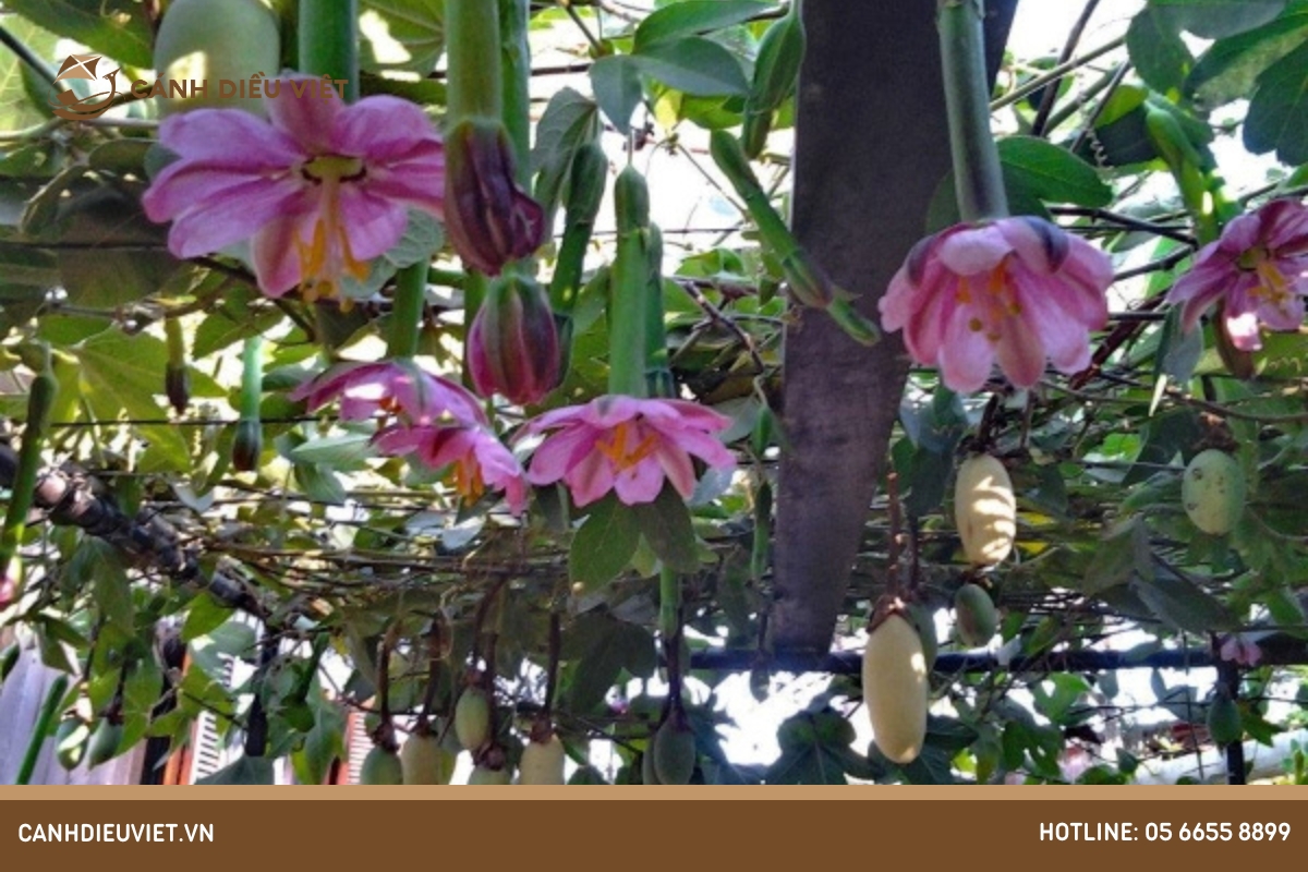 Cách trồng và chăm sóc cây chanh dây chuối