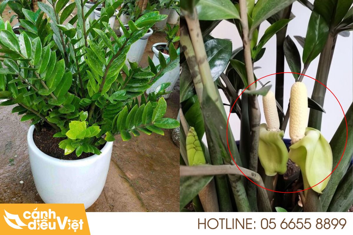 4 Cách Trồng Cây Kim Tiền Đơn Giản Tại Nhà 10 Cách trồng và chăm sóc cây kim tiền để nở hoa