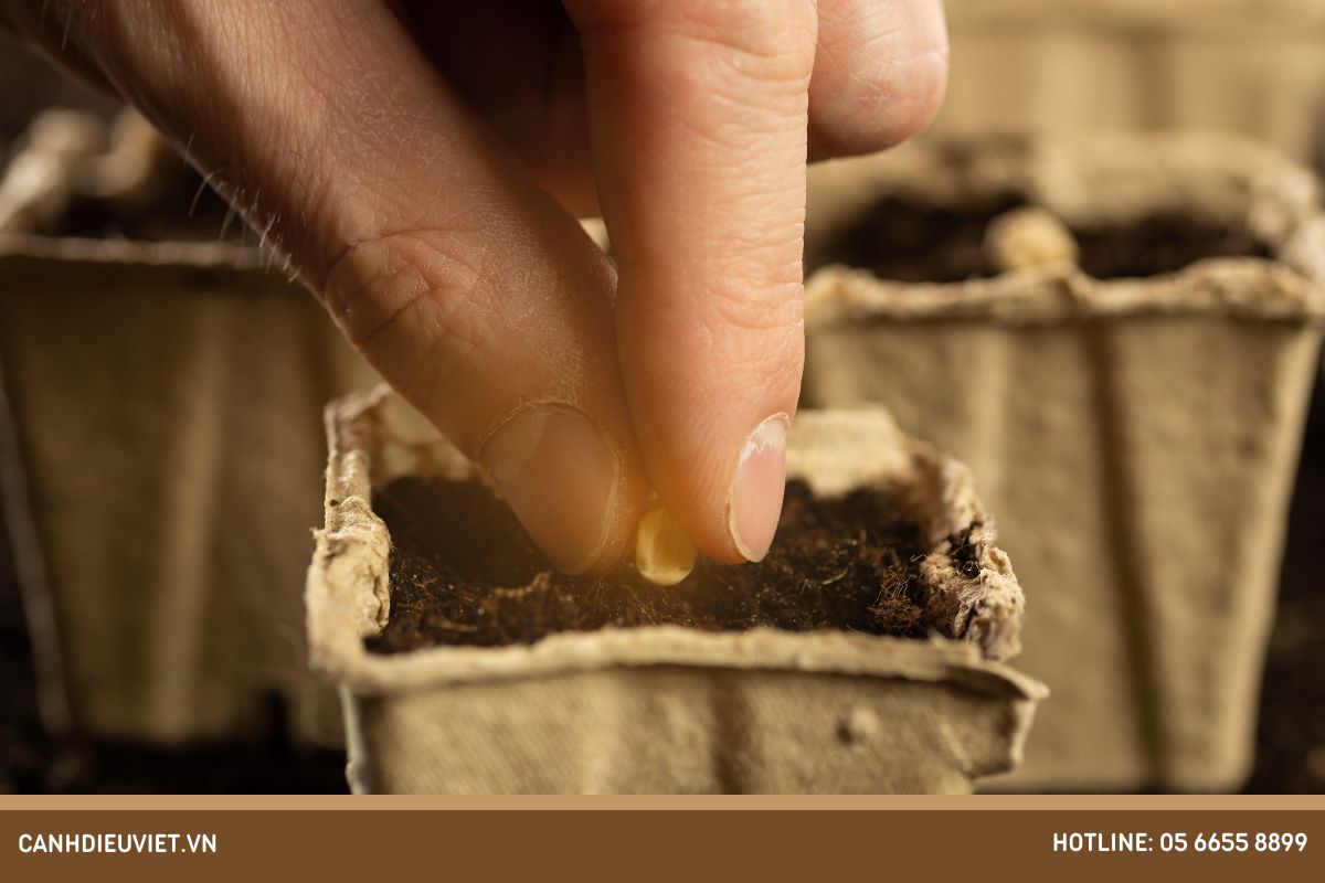 Cách trồng cây mãng cầu xiêm bằng hạt cho ra quả năng suất cao 7 Cách ươm hạt mãng cầu xiêm