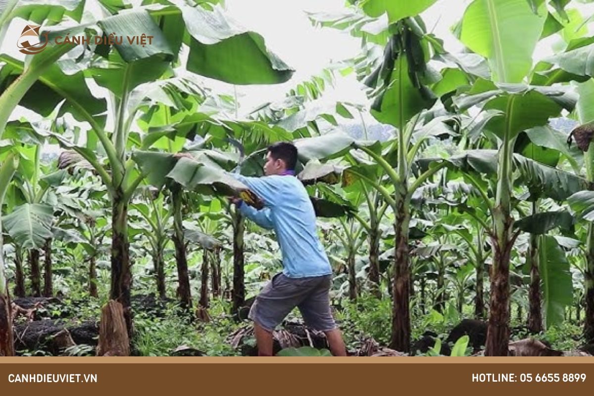 Chia Sẻ Kỹ Thuật Cắt Tỉa Lá Chuối Hiệu Quả 6 Cắt tỉa cây con