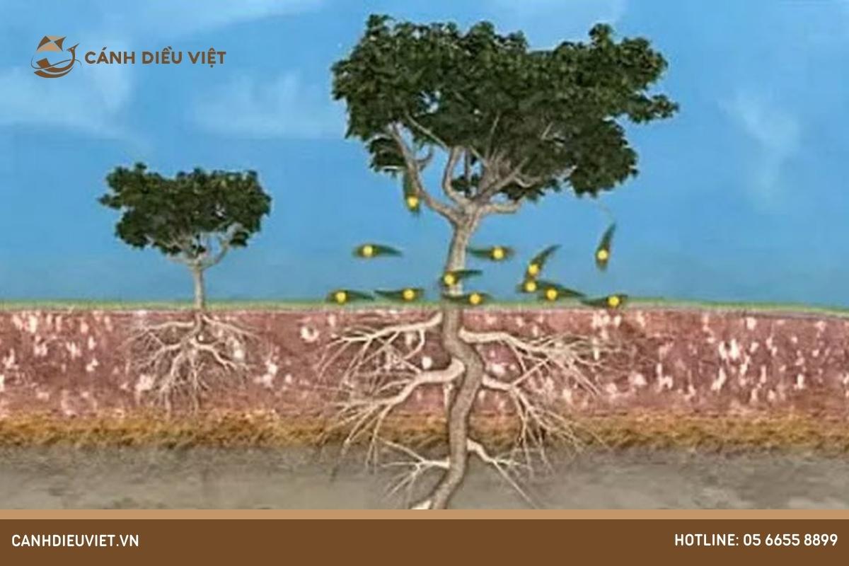 Cây ăn quả có các loại rễ nào? Tác dụng của chúng 307 Cây ăn quả có các loại rễ nào_ Tác dụng của chúng