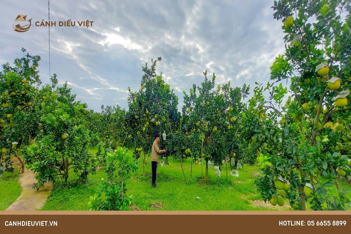 Cây ăn quả nhiệt đới có thể trồng ở đâu