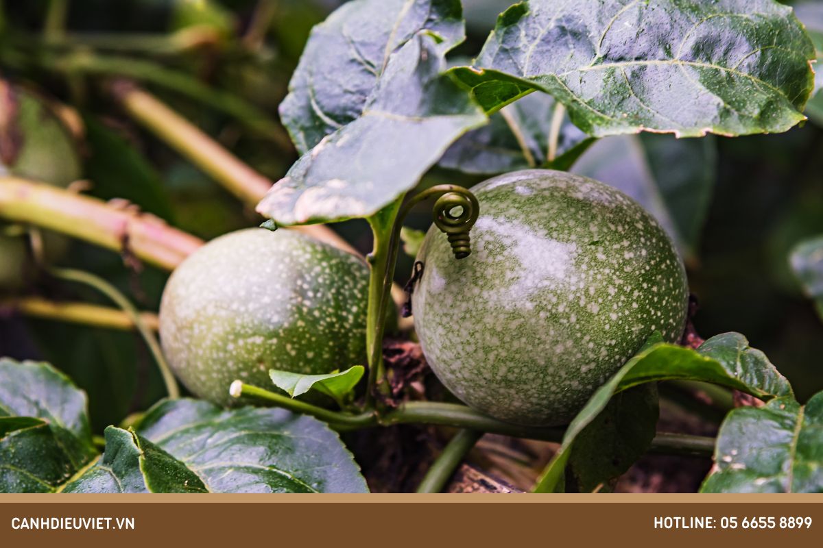 Chanh dây có cây đực cây cái không? Cách trồng hiệu quả 5 Cay chanh day co cay duc cay cai khong Dac tinh sinh hoc cua cay