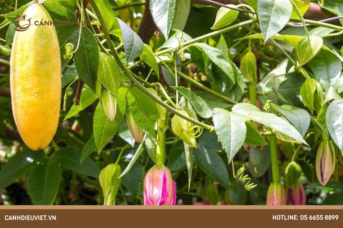 Cây chanh dây có nguồn gốc từ đâu