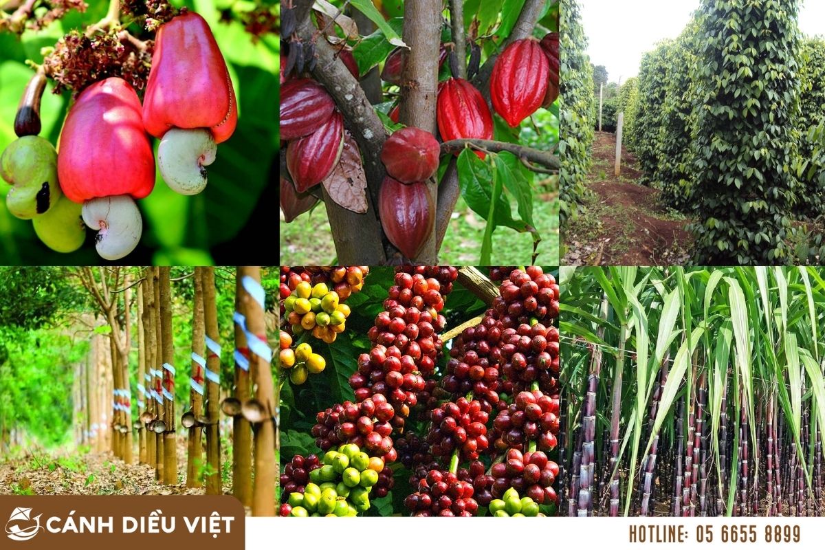 Cây Công Nghiệp Là Gì? 614 Cây công nghiệp là gì