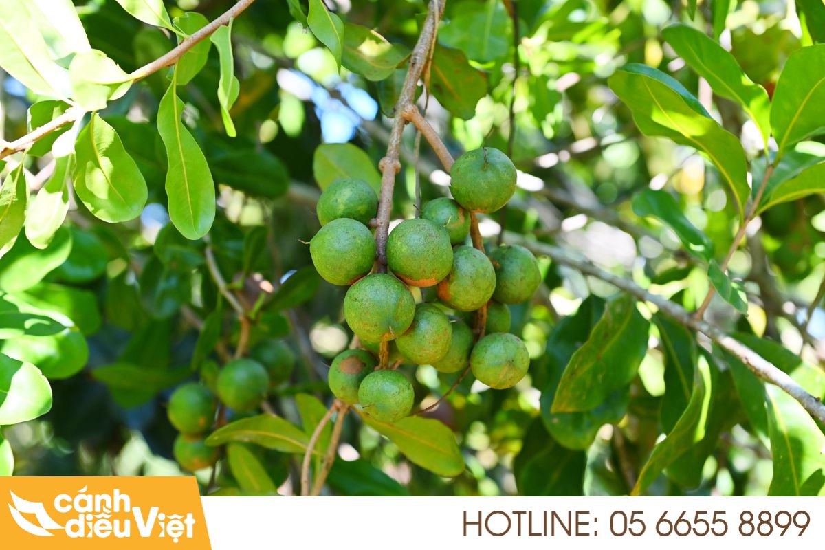 Ứng dụng máy bay phun thuốc cho cây macca X2 năng suất 3 Cây macca tiềm năng lớn và những thách thức