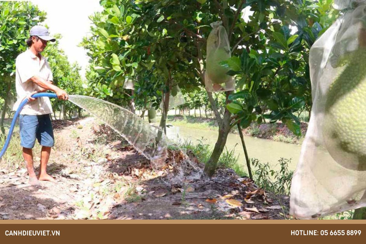 Nguyên nhân cây mít bị vàng lá và cách điều trị tận gốc 7 Cay mit bi thua nuoc